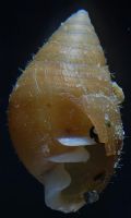 Ovatella firminii